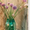 Country Chives 1 White Framed Print Wall Art