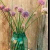 Country Chives 2 Black Framed Print Wall Art