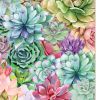 Succulents Paradise Print Wall Art